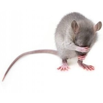 TECTIS - Специальная гальванизированная сетка от грызунов, 0.15*25м, Финляндия-4